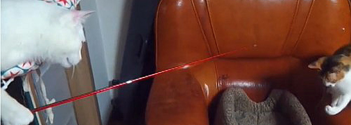 Dos gatos jugando con una caña de pescar Dos gatos jugando con una caña
