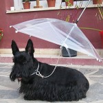 Paraguas para perros