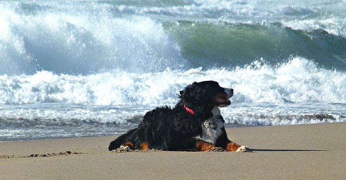 Un perro en la playa