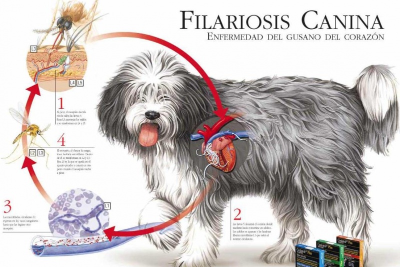 filariosis-canina