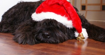 ADOPTA y no compres en Navidad Perro navideño