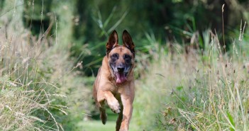 Disfruta el verano con tu mascota perro corriendo