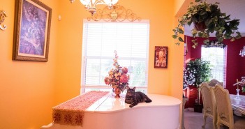 House Sitting: Cuida mascotas y alójate gratis Gato sobre un piano