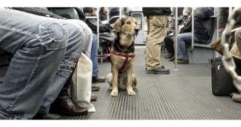 Los perros podrán viajar en el Metro de Madrid Perro metro