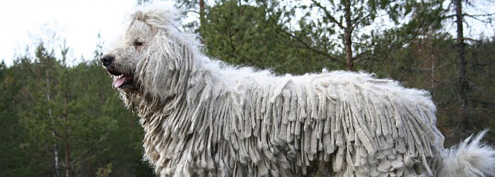 Las razas de perros más grandes Komondor