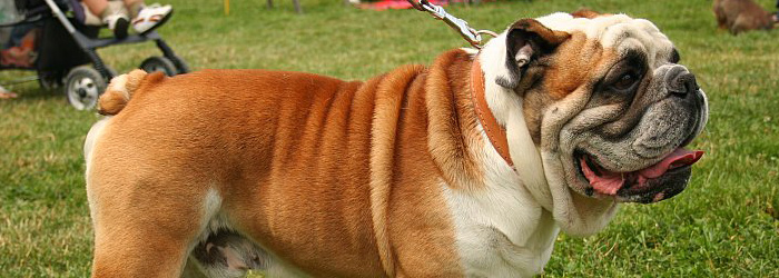 Raza: Bulldog inglés Bulldog inglés