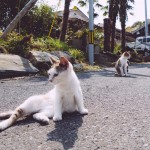 Tashiro-jima, isla de los gatos