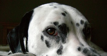 Filariosis canina, otra enfermedad transmitida por mosquitos Perro apático