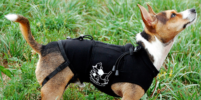 ratón Votación fragancia Camisetas antiestrés para mascotas