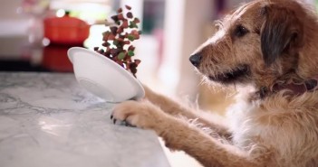 Anuncio de una mascota traviesa, ¿te ves reflejado? Perro travieso