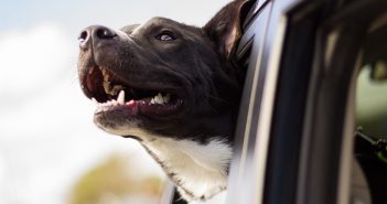 Los 10 mejores piensos premium para perros adultos en 2018 Piensos premium para perros